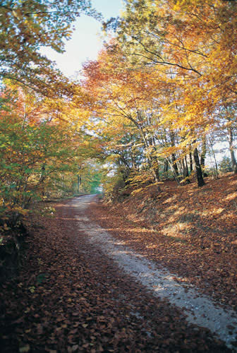 Strada nel bosco in Autunno